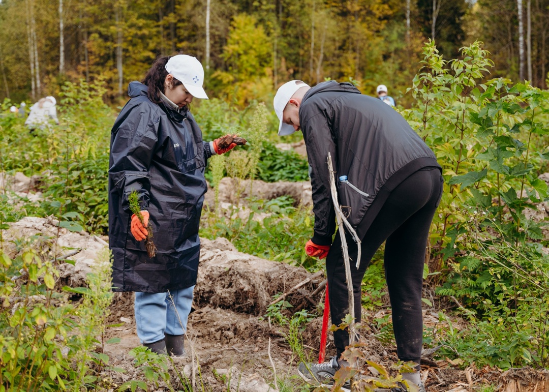 Командная работа: сосновый лес для Подмосковья