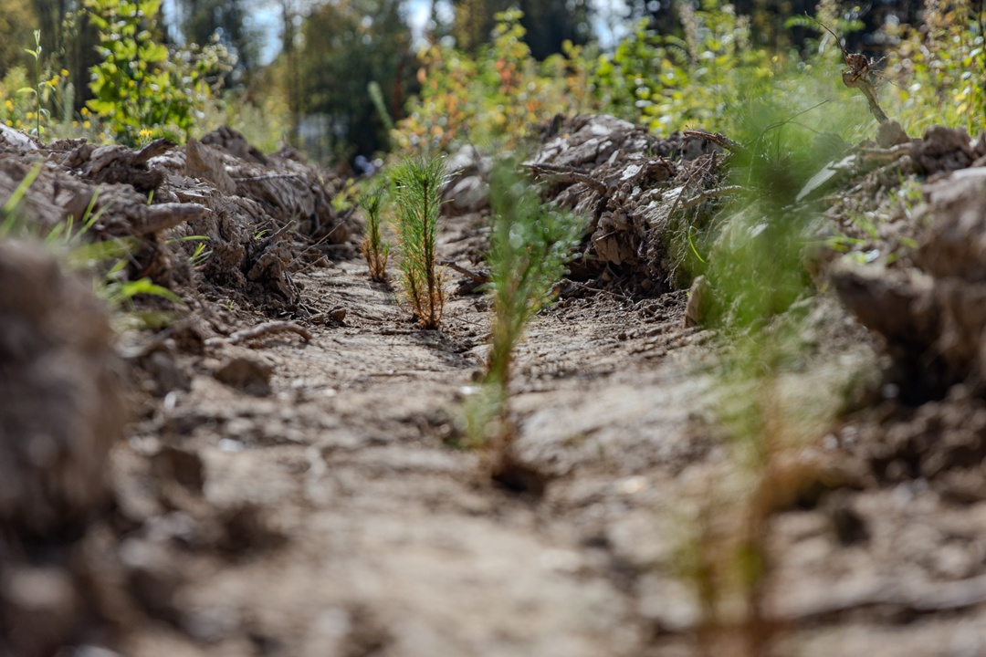 Командная работа: сосновый лес для Подмосковья
