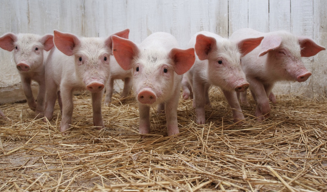 Арбитражный суд Курской области принял к рассмотрению иск агрофирмы «Открытие» о взыскании 242 млн руб. за ущерб от утраты поголовья свиней в ходе боев с ВСУ.…