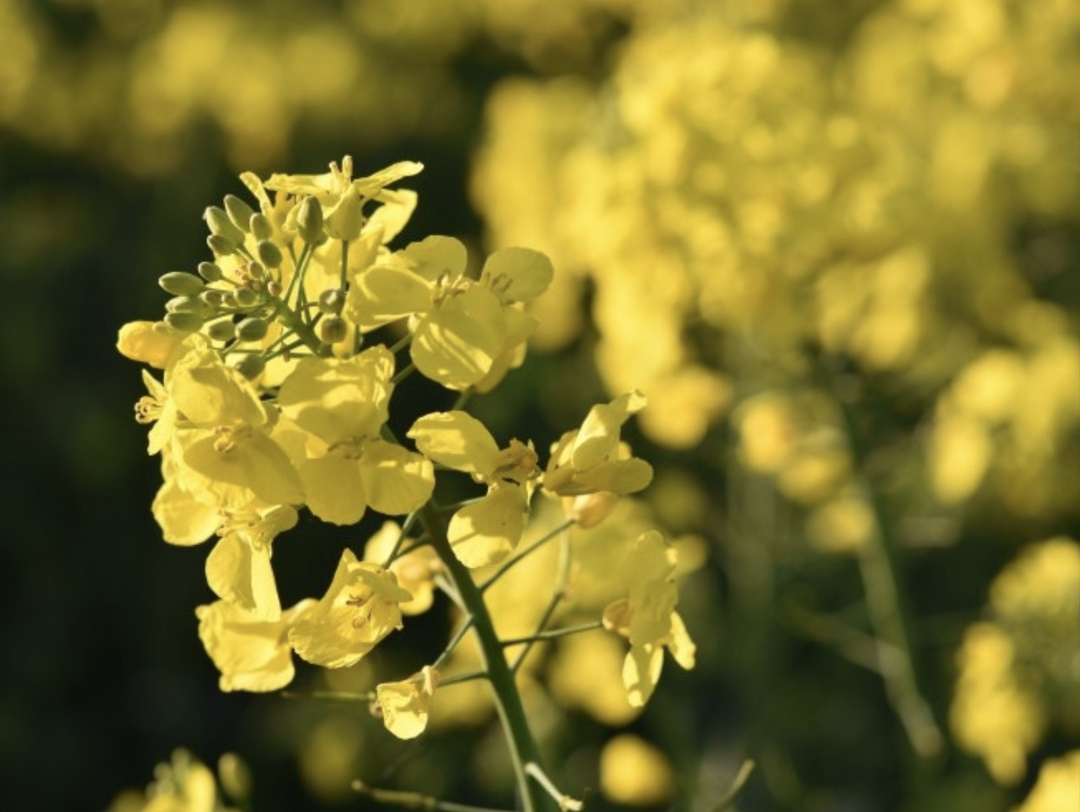 В этом сезоне Россия точно обновит рекорд по общему валовому сбору масличных, и, скорее всего, по всем масличным культурам - тоже