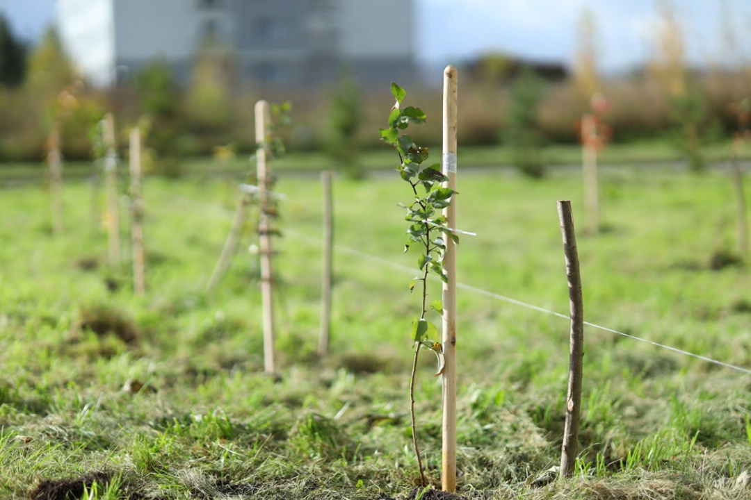 Наши яблони и рябинки! Мы продолжаем осенние посадки в рамках акции «Сохраним лес».
