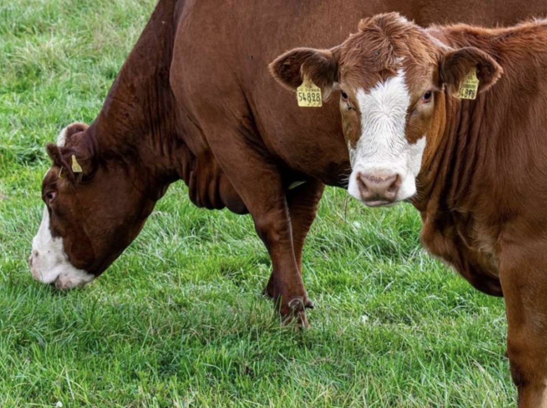 Особенности финансового due diligence в животноводстве