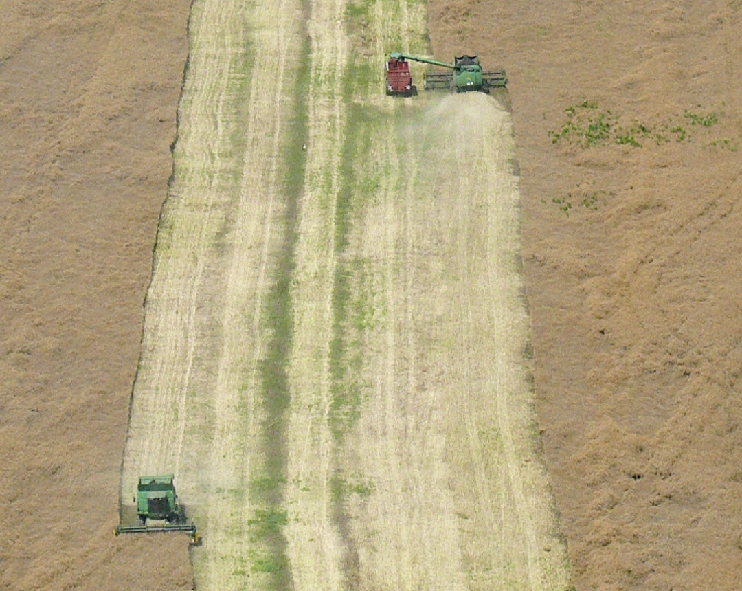 По предварительным оценкам Росстата, сельхозпроизводство в хозяйствах всех категорий в августе выросло на 6,1% относительно июля, до 1,005 трлн руб