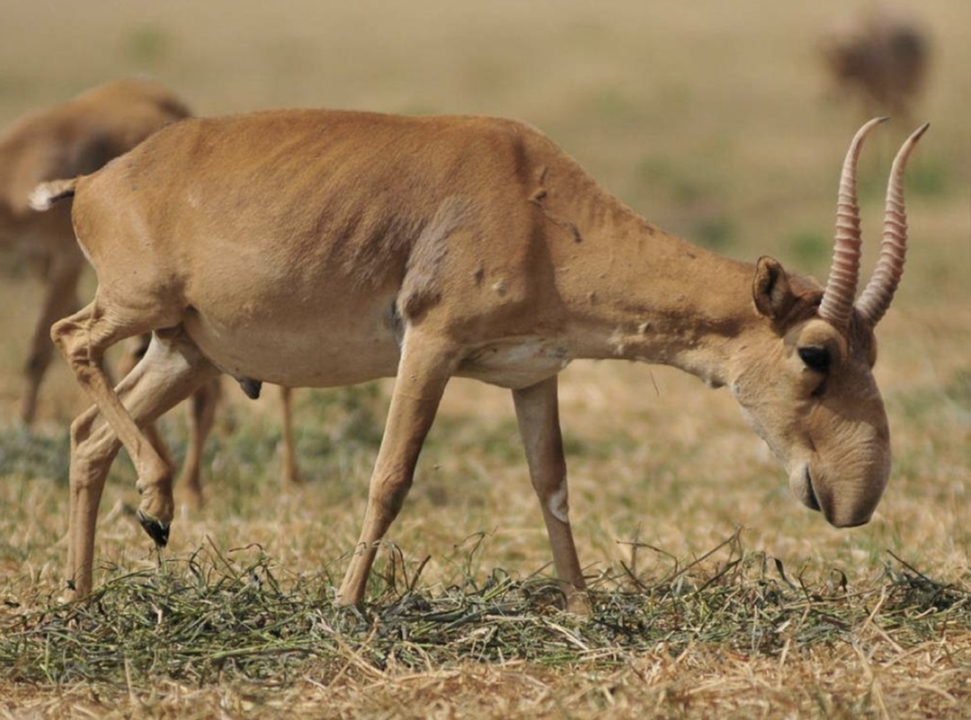 Власти Саратовской области выделили из резервного фонда более 120 млн руб. на поддержку аграриев, угодья которых летом были повреждены из-за массовой миграции…