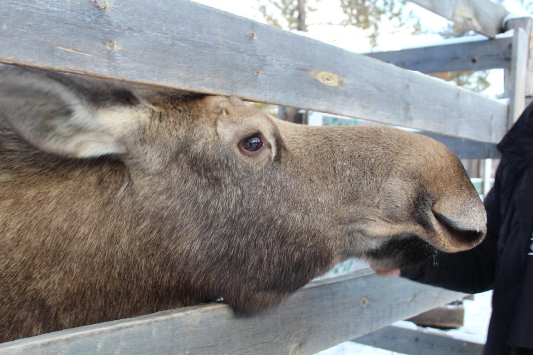 Парк «Живые алмазы Якутии», который поддерживает АЛРОСА, готовится к зиме