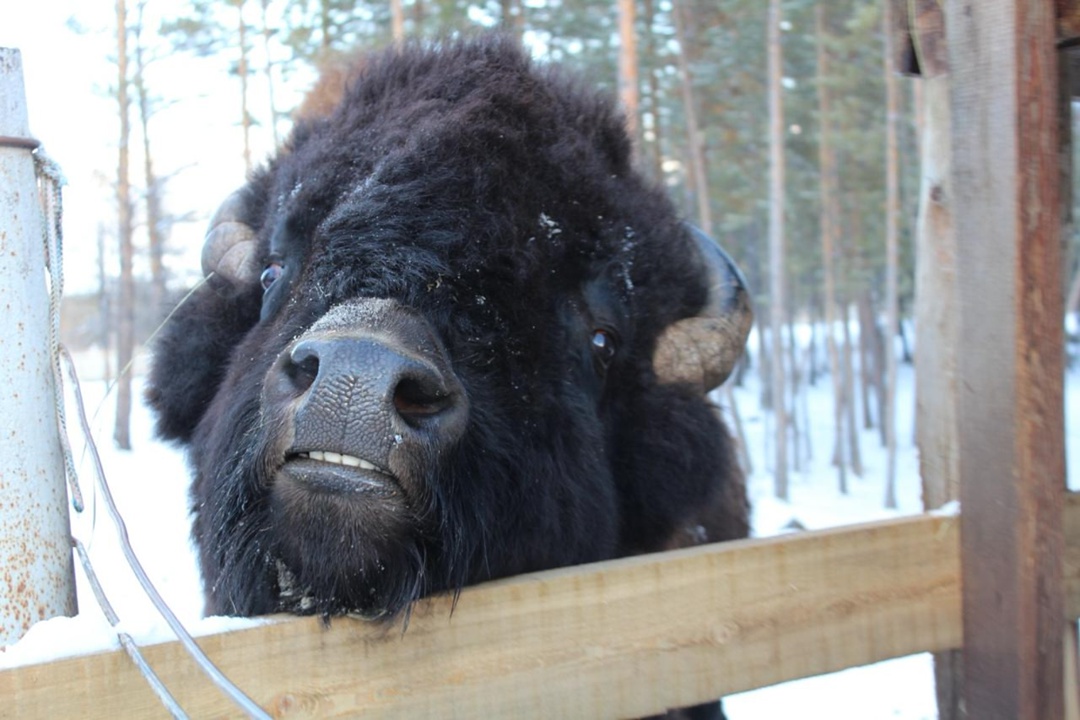 Парк «Живые алмазы Якутии», который поддерживает АЛРОСА, готовится к зиме
