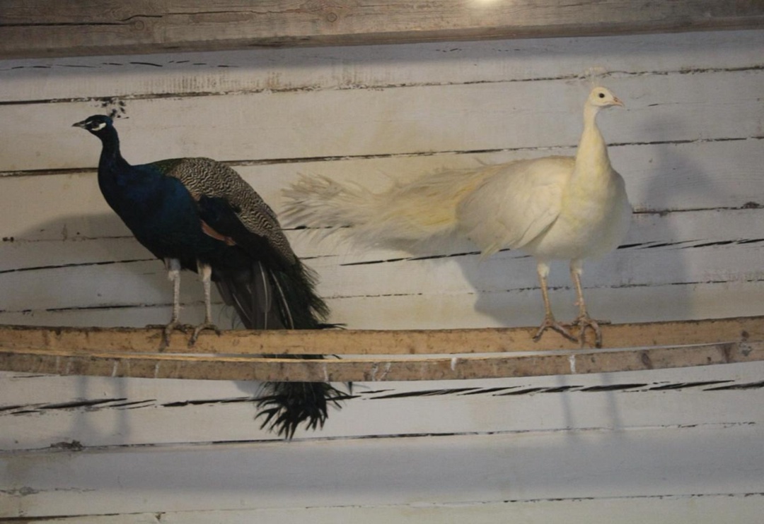 Парк «Живые алмазы Якутии», который поддерживает АЛРОСА, готовится к зиме