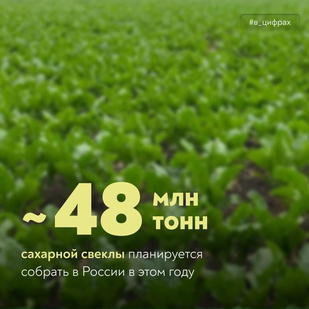 Уборка сахарной свеклы в самом разгаре: