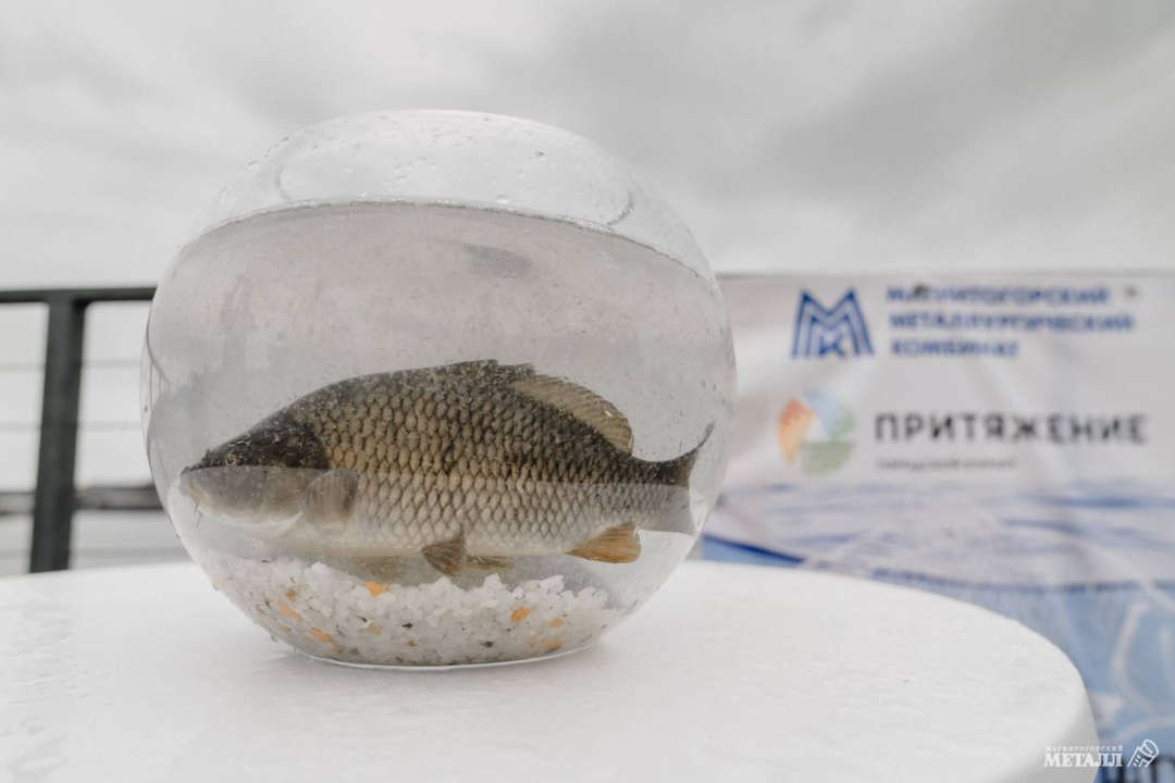 ГДЕ ЗИМУЮТ РЫБКИ В «ПРИТЯЖЕНИИ»? Озеро на территории городского курорта «Притяжение» — это не просто красивый ландшафтный объект, а целая экосистема, созданная…