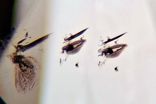 «Наблюдение за мухой» — так называется это необычное алмазное включение.