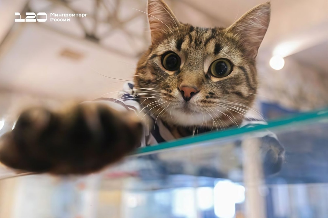 На ОСК Северная верфь, где строят флагманы надводного флота, живёт кот Матрос