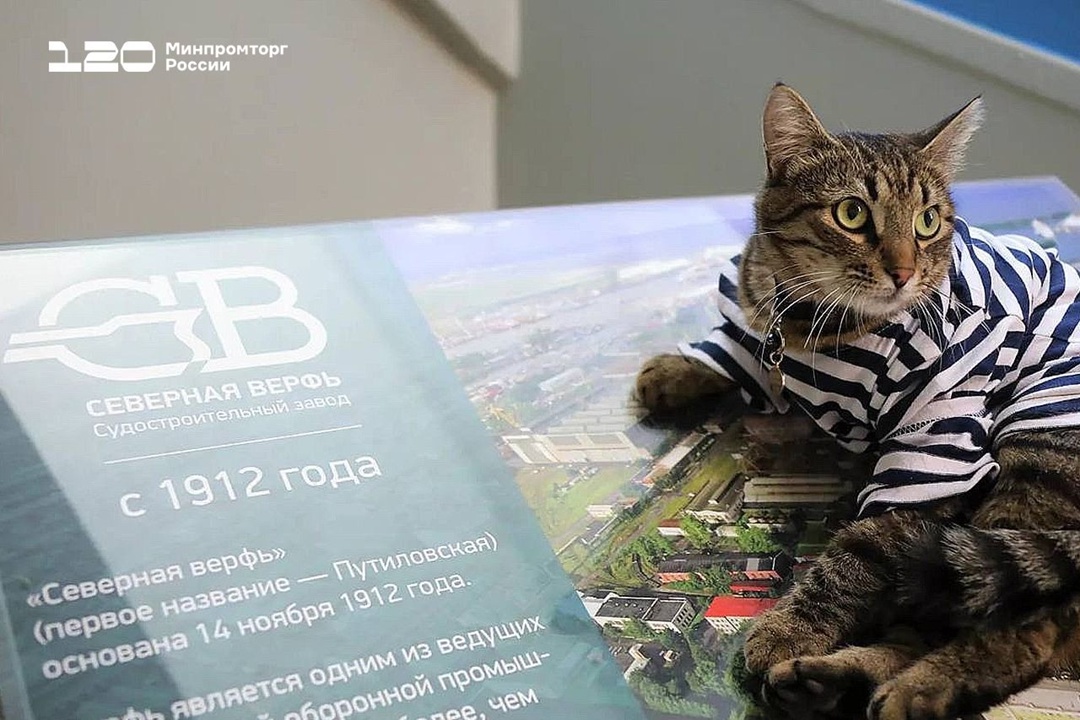 На ОСК Северная верфь, где строят флагманы надводного флота, живёт кот Матрос