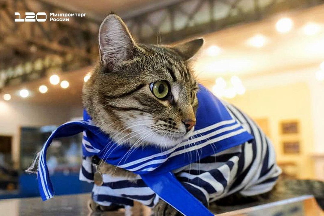 На ОСК Северная верфь, где строят флагманы надводного флота, живёт кот Матрос