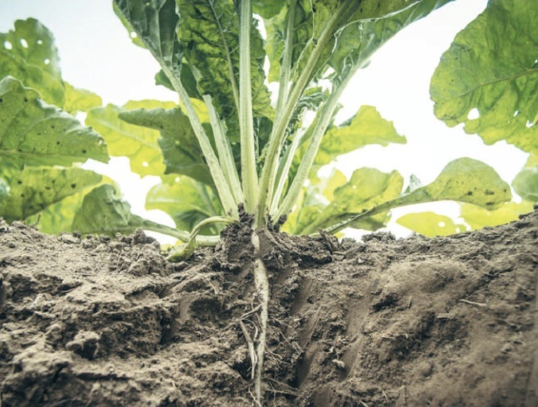 В России собрано около 22,7 млн т сахарной свеклы – на 14% больше, чем на аналогичную дату прошлого года, сообщил Минсельхоз