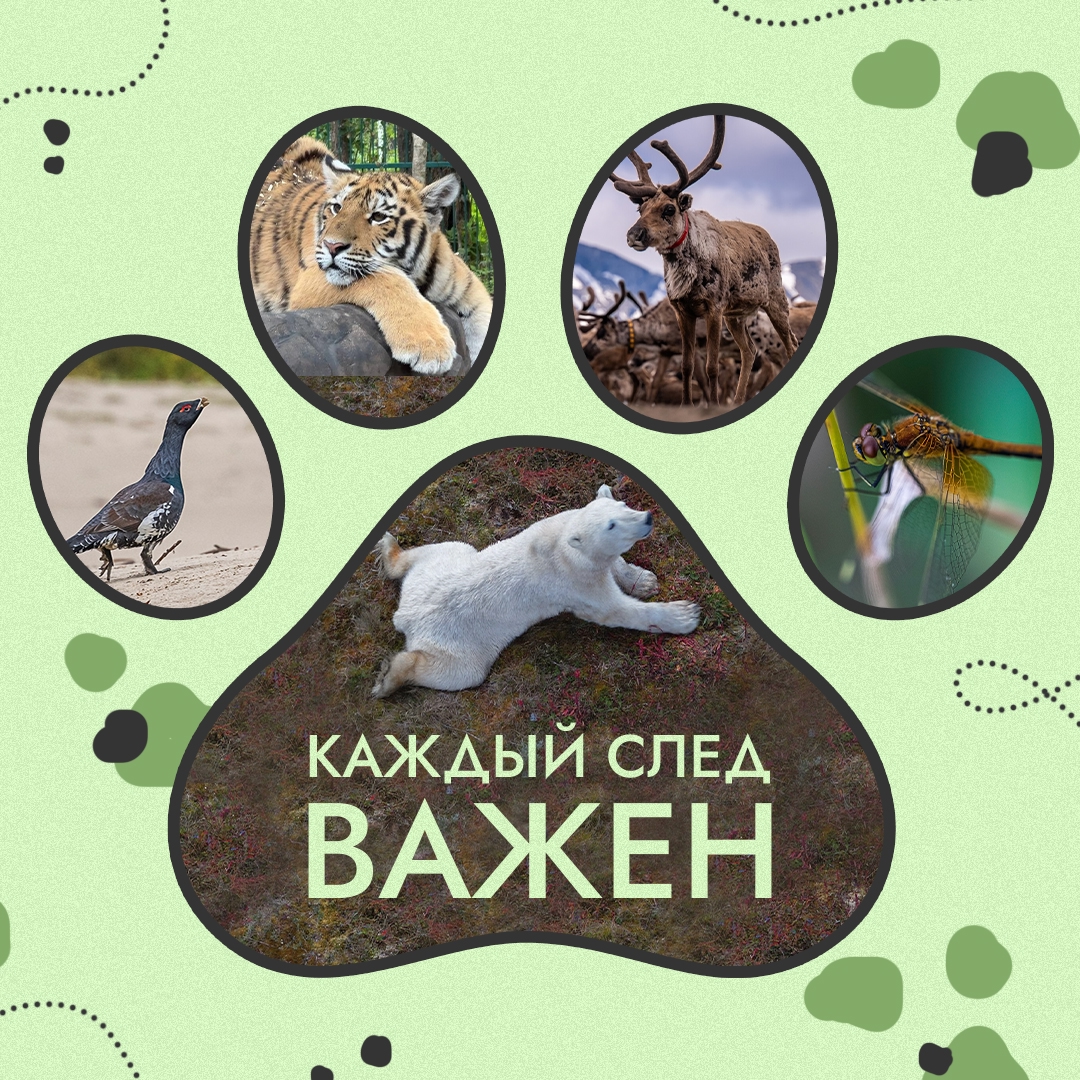 Природа оставляет следы. Лапы медведицы на арктическом снегу, птичьи гнезда на земле, полосы от ласт на прибрежном песке – такие подсказки мы встречаем в самых…