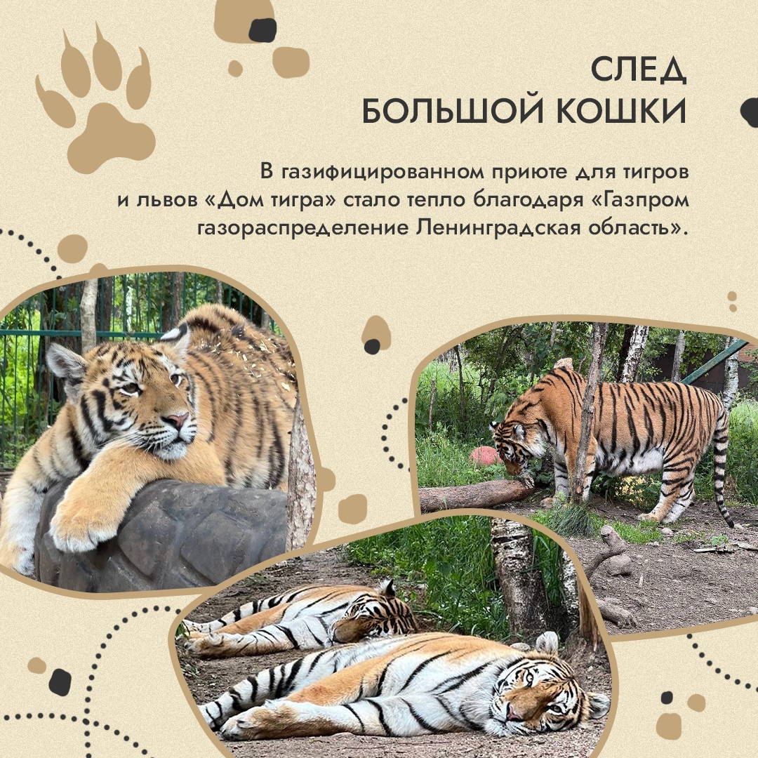 Природа оставляет следы. Лапы медведицы на арктическом снегу, птичьи гнезда на земле, полосы от ласт на прибрежном песке – такие подсказки мы встречаем в самых…