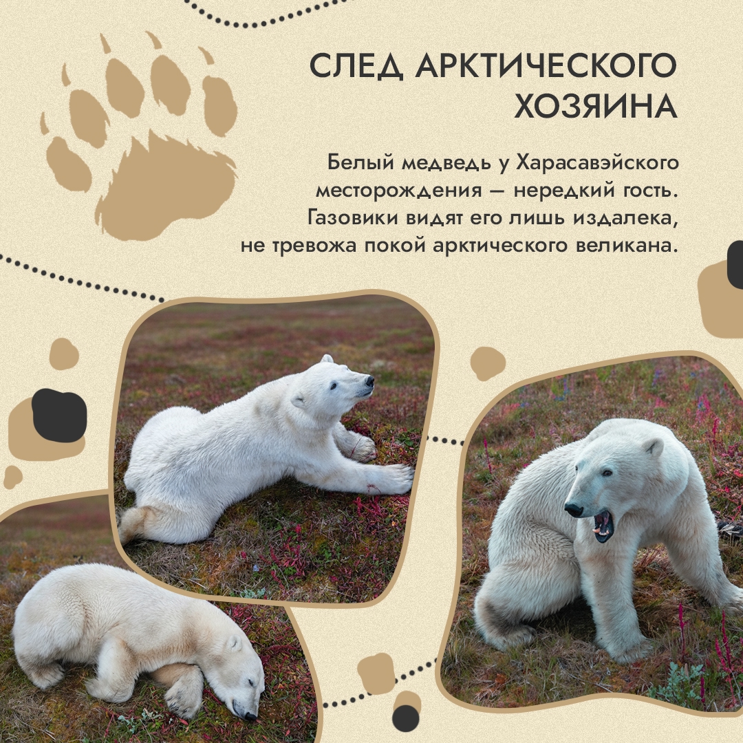 Природа оставляет следы. Лапы медведицы на арктическом снегу, птичьи гнезда на земле, полосы от ласт на прибрежном песке – такие подсказки мы встречаем в самых…