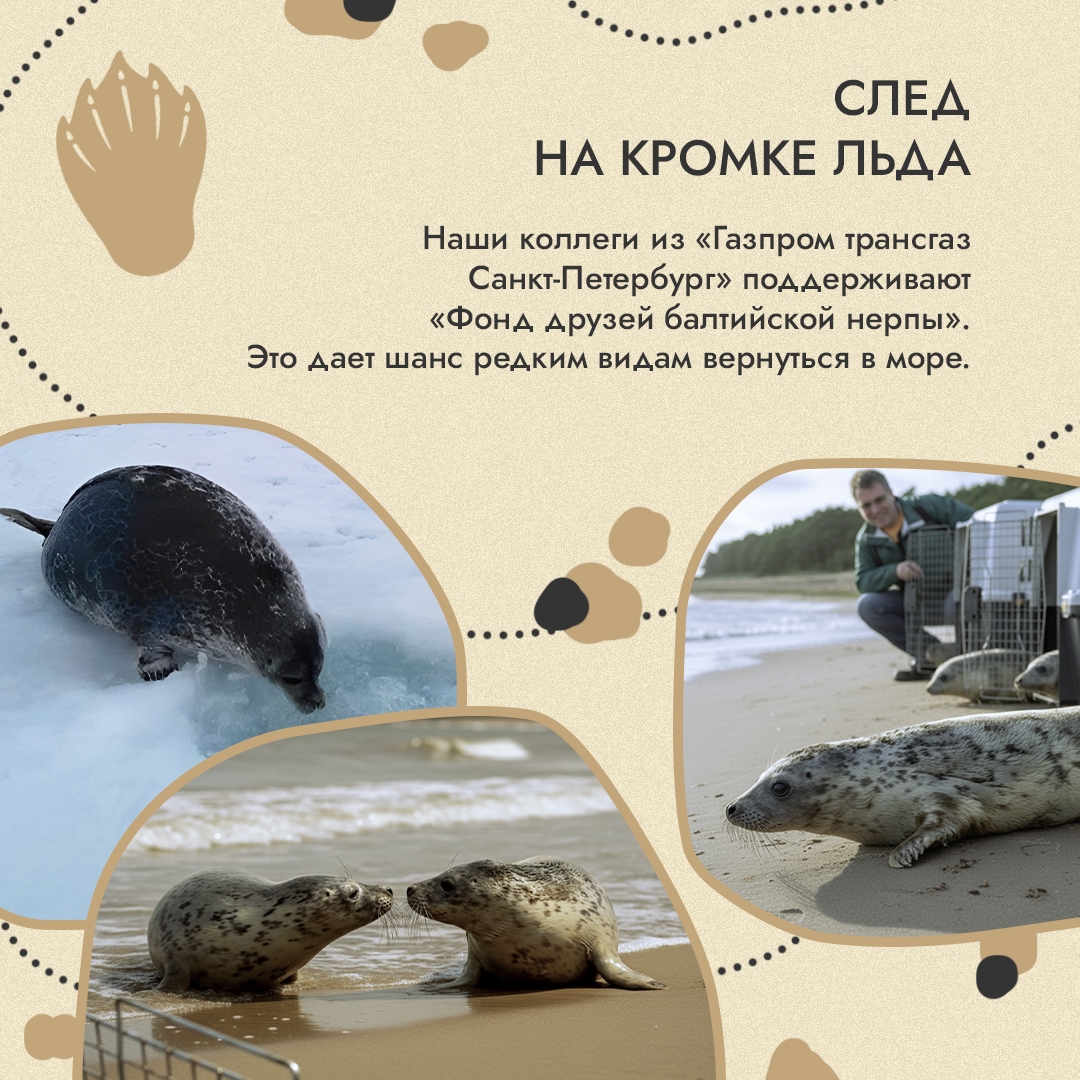 Природа оставляет следы. Лапы медведицы на арктическом снегу, птичьи гнезда на земле, полосы от ласт на прибрежном песке – такие подсказки мы встречаем в самых…