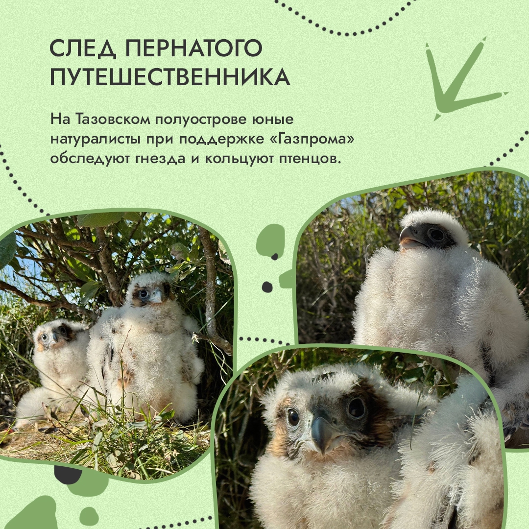 Природа оставляет следы. Лапы медведицы на арктическом снегу, птичьи гнезда на земле, полосы от ласт на прибрежном песке – такие подсказки мы встречаем в самых…