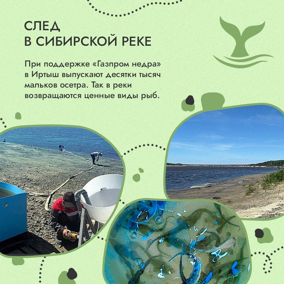 Природа оставляет следы. Лапы медведицы на арктическом снегу, птичьи гнезда на земле, полосы от ласт на прибрежном песке – такие подсказки мы встречаем в самых…