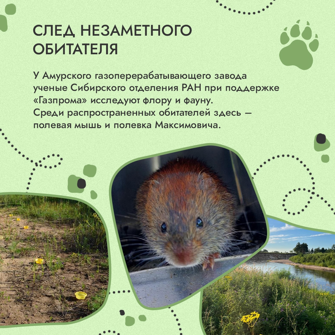 Природа оставляет следы. Лапы медведицы на арктическом снегу, птичьи гнезда на земле, полосы от ласт на прибрежном песке – такие подсказки мы встречаем в самых…