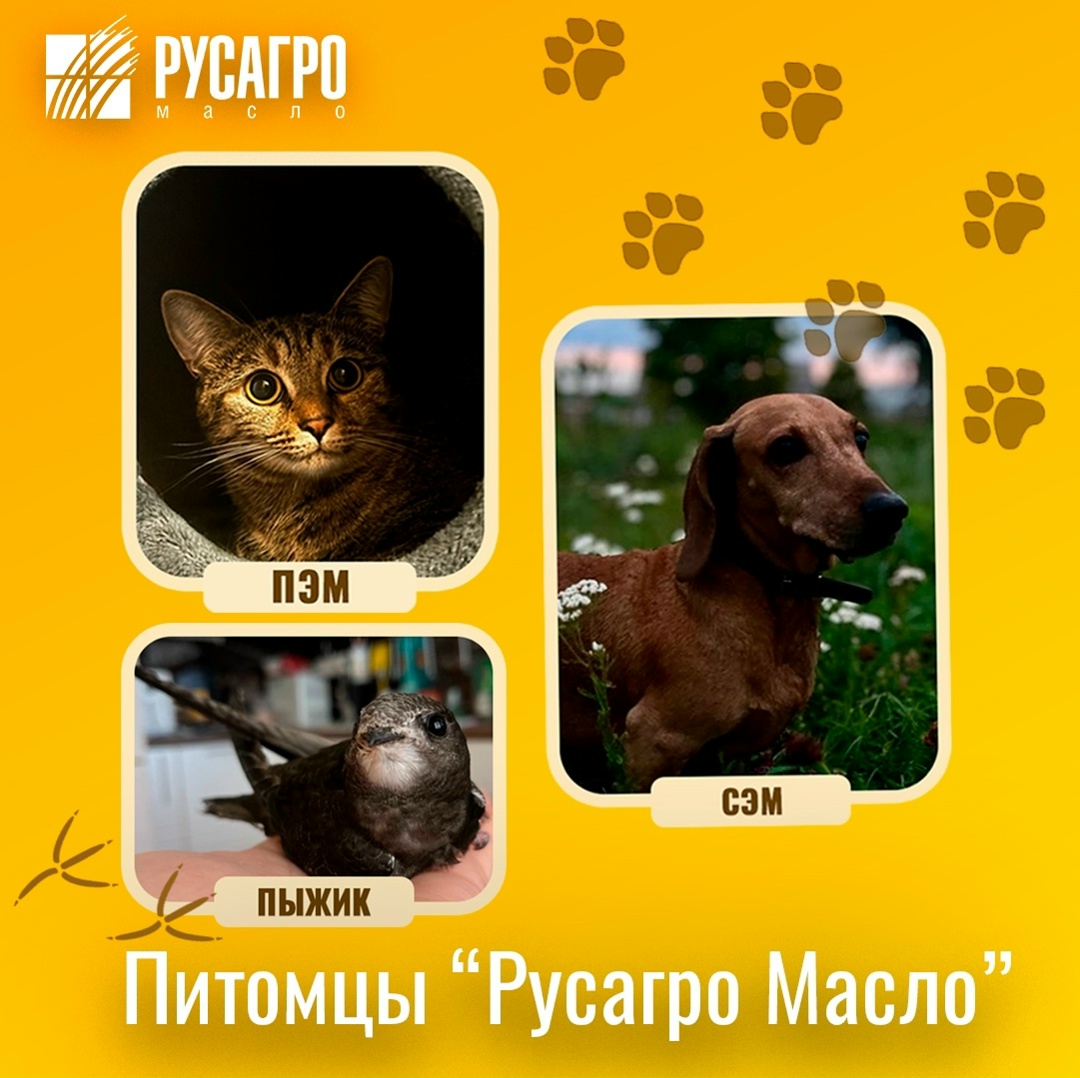 4 октября отмечается Всемирный день защиты животных!