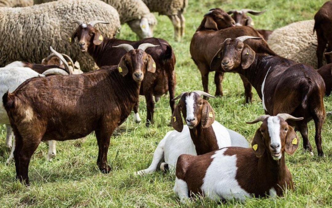 В этом году поголовье овец и коз может сократиться на 1,5 млн животных. Такой прогноз озвучила замдиректора департамента животноводства и племенного дела…