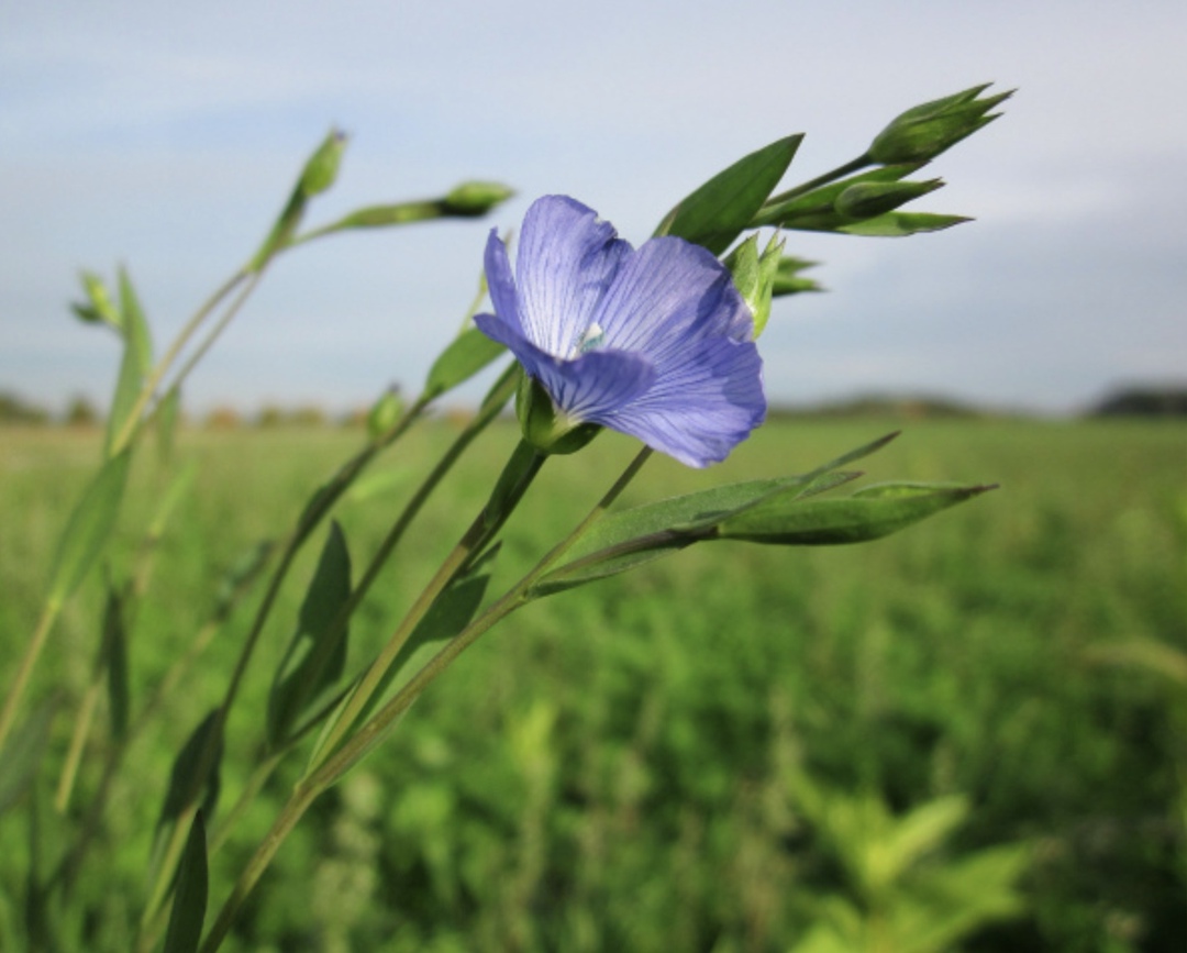 Правительство ввело временную таможенную пошлину на экспорт масличного льна за пределы Евразийского экономического союза. Согласно постановлению, ставка…