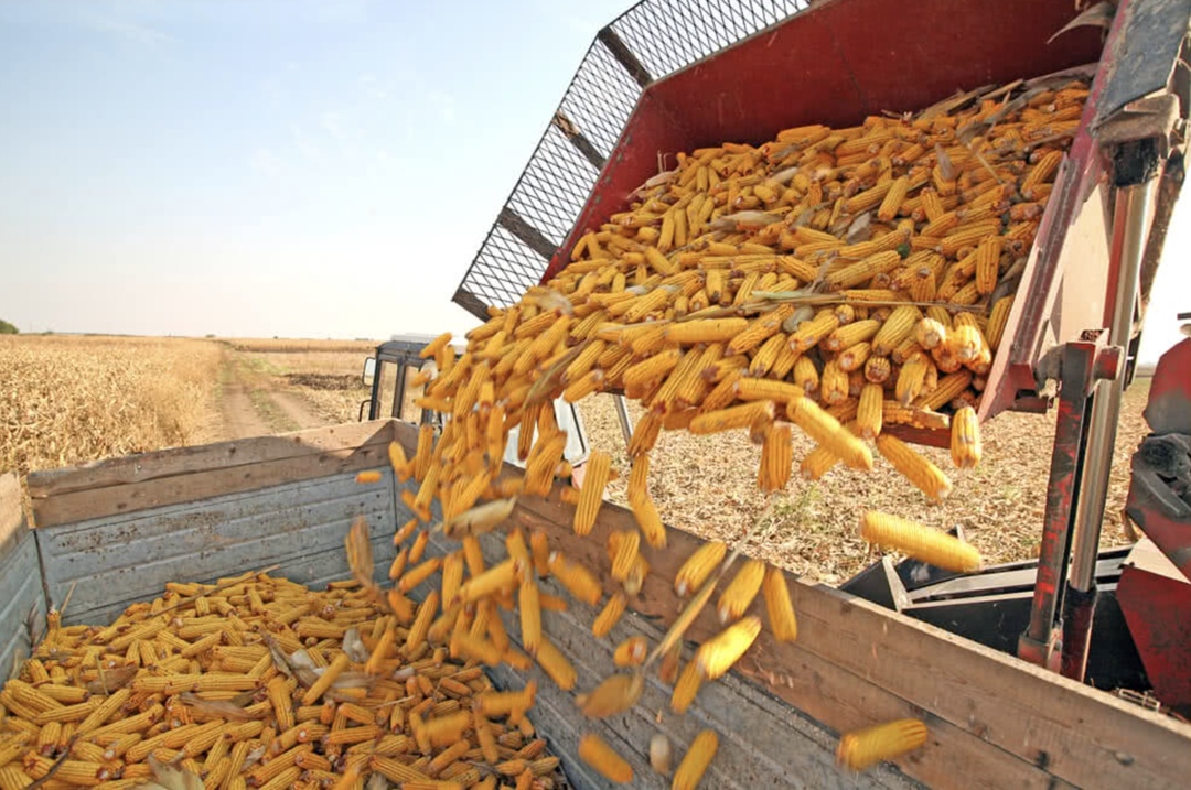 Правительство установило тарифные квоты на беспошлинный вывоз из России за пределы ЕАЭС кукурузы, произведенной в Приморском крае и Амурской области. Квота…