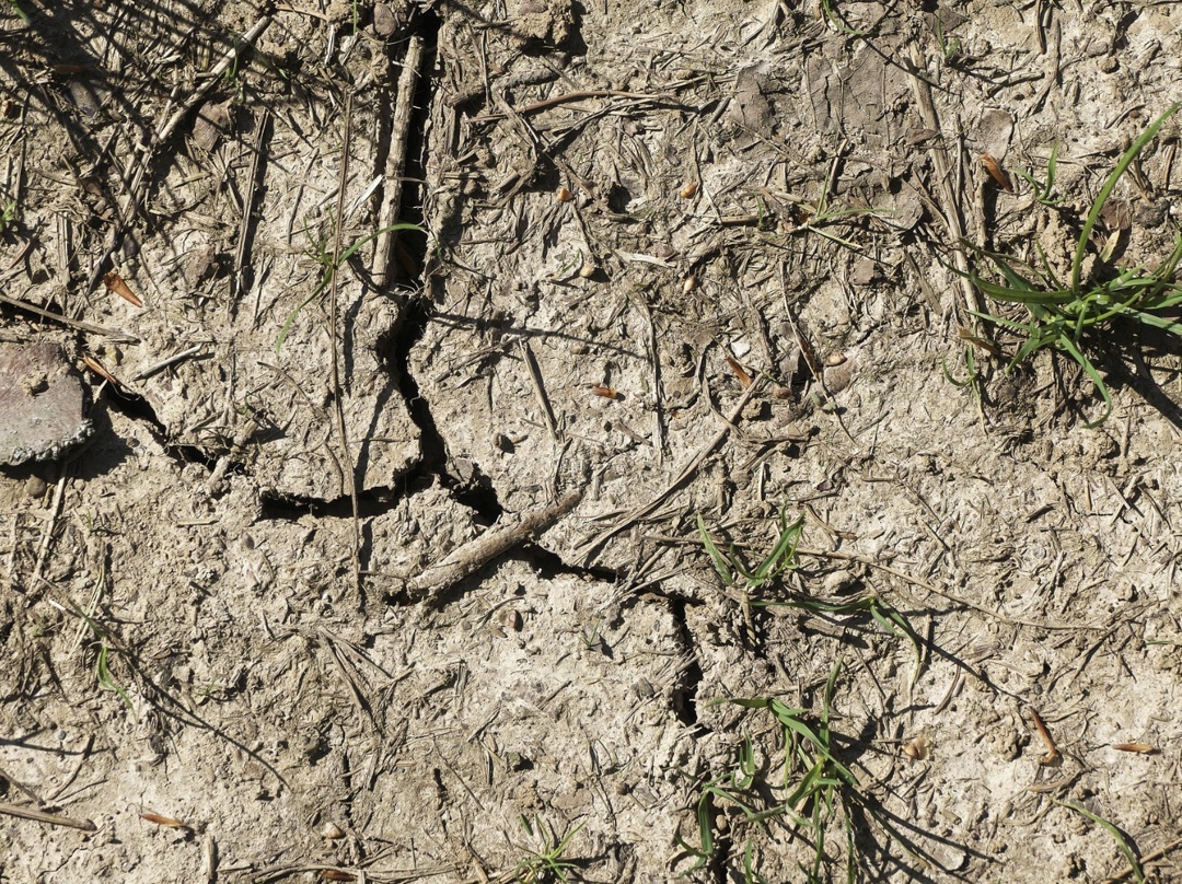 Засуха на Юге европейской части России, в частности в Ростовской области и на севере Краснодарского края, вызывает опасения по поводу успешного сева озимых,…