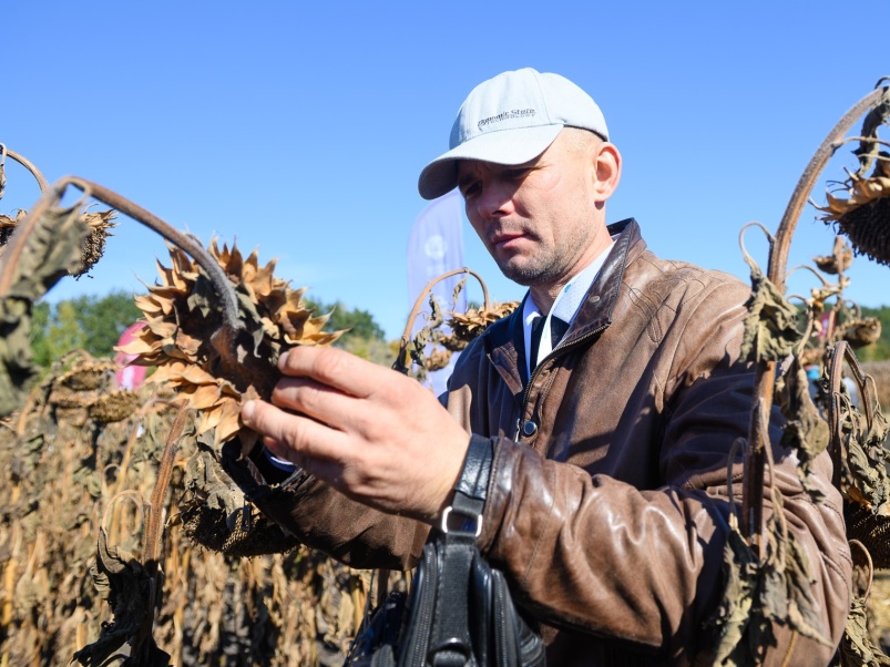 Подсолнечник для каждого