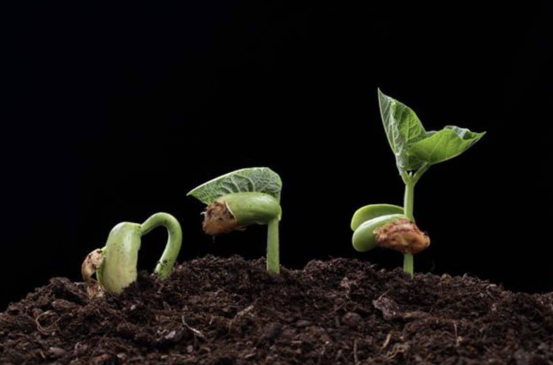 По итогам этого года показатель самообеспеченности семенами, по прогнозам, может приблизиться к 70%, тогда как в 2022-м он был на уровне 60%, сообщил…