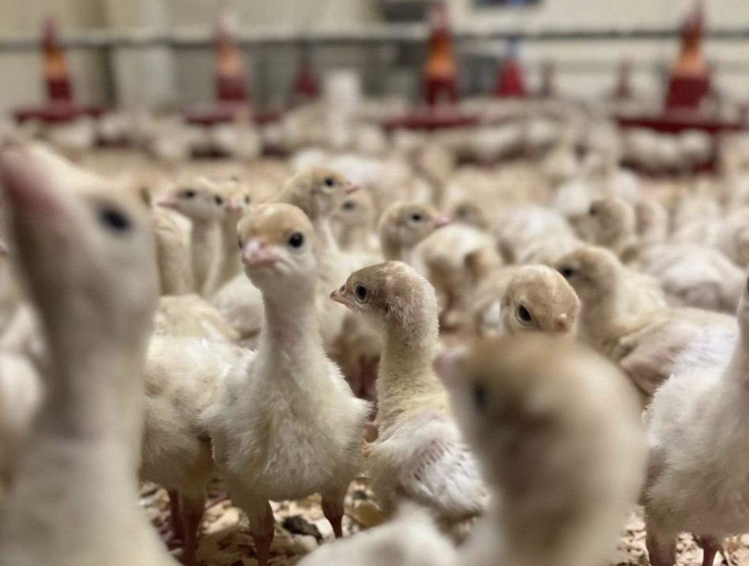 «Кузбасский бройлер» займется производством мяса индейки: 2 тыс. индюшат уже содержатся на «Новосафоновской» птицефабрике, входящей в состав компании. Плановая…