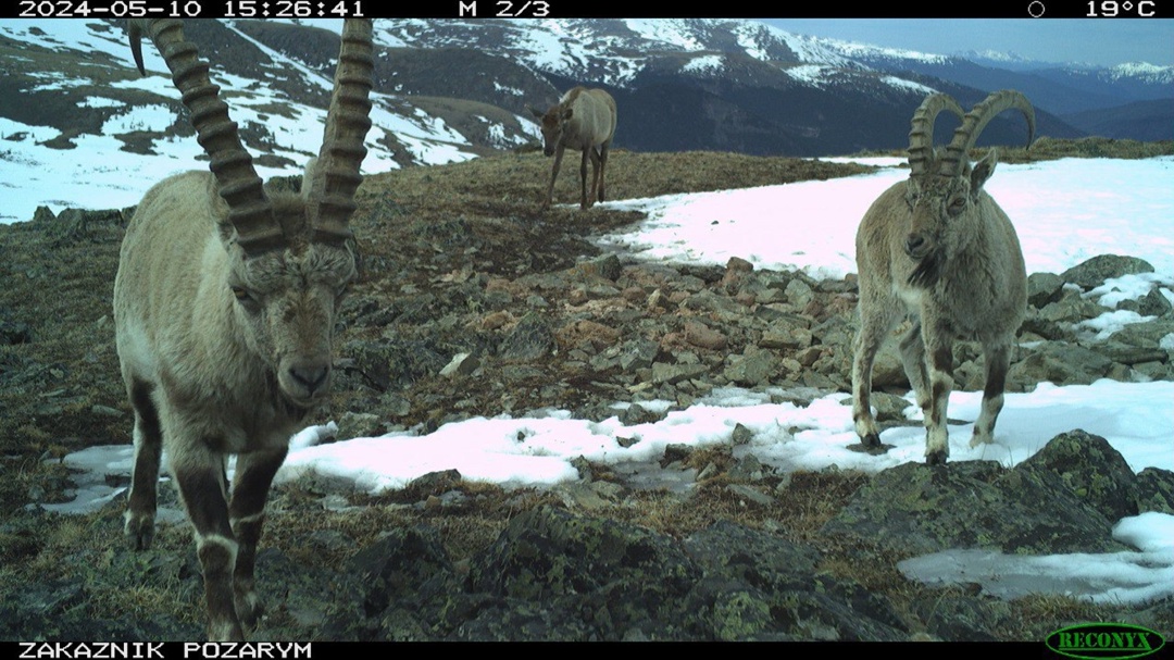 Благодаря партнерству РусГидро и Заповедника «Хакасский» за 14 лет численность сибирского горного козла удалось увеличить в три раза.