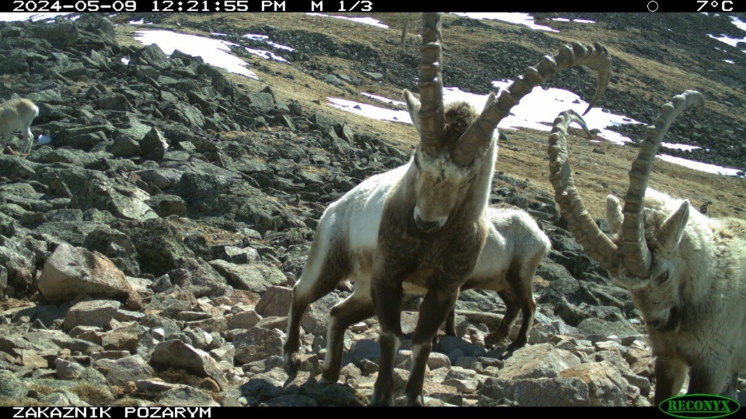 Благодаря партнерству РусГидро и Заповедника «Хакасский» за 14 лет численность сибирского горного козла удалось увеличить в три раза.