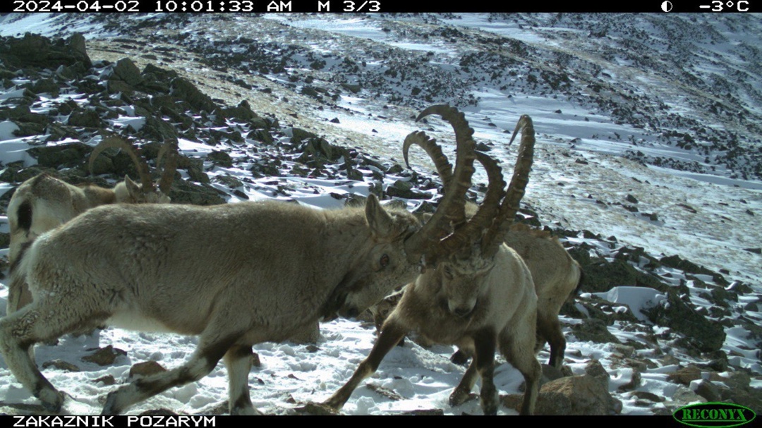 Благодаря партнерству РусГидро и Заповедника «Хакасский» за 14 лет численность сибирского горного козла удалось увеличить в три раза.