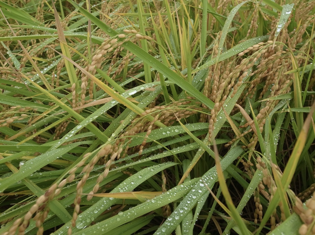 Гендиректор Института конъюнктуры аграрного рынка (ИКАР) Дмитрий Рылько считает, что возобновление экспорта риса поддержит экономику рисоводческих хозяйств Юга…