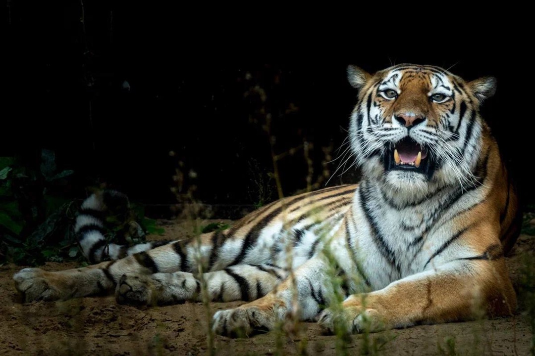 Дикая красота Александр Чазов с Пермского НПЗ на работе виртуозно управляет технологическими установками, а в свободное время превращает реальность в…