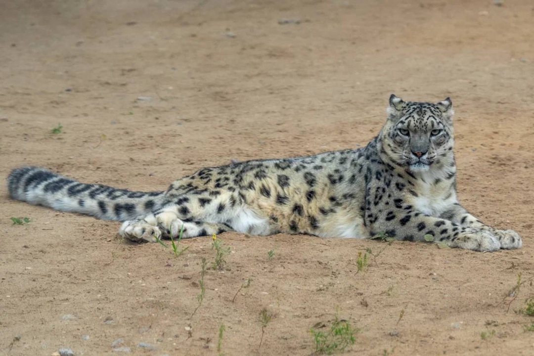 Дикая красота Александр Чазов с Пермского НПЗ на работе виртуозно управляет технологическими установками, а в свободное время превращает реальность в…