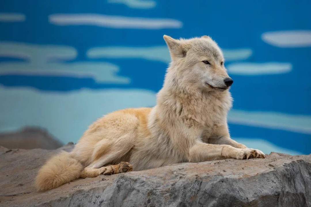 Дикая красота Александр Чазов с Пермского НПЗ на работе виртуозно управляет технологическими установками, а в свободное время превращает реальность в…