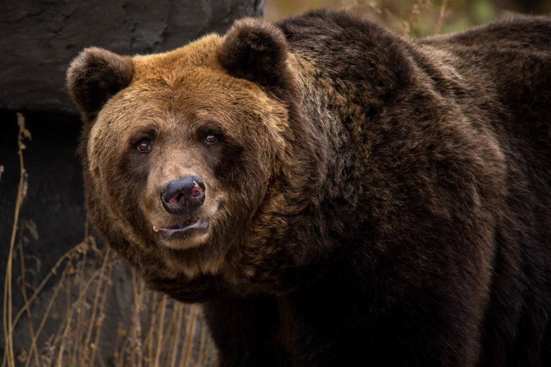 Дикая красота Александр Чазов с Пермского НПЗ на работе виртуозно управляет технологическими установками, а в свободное время превращает реальность в…