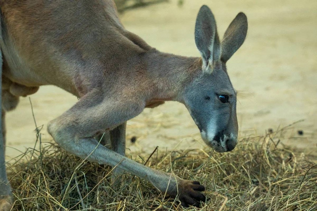 Дикая красота Александр Чазов с Пермского НПЗ на работе виртуозно управляет технологическими установками, а в свободное время превращает реальность в…