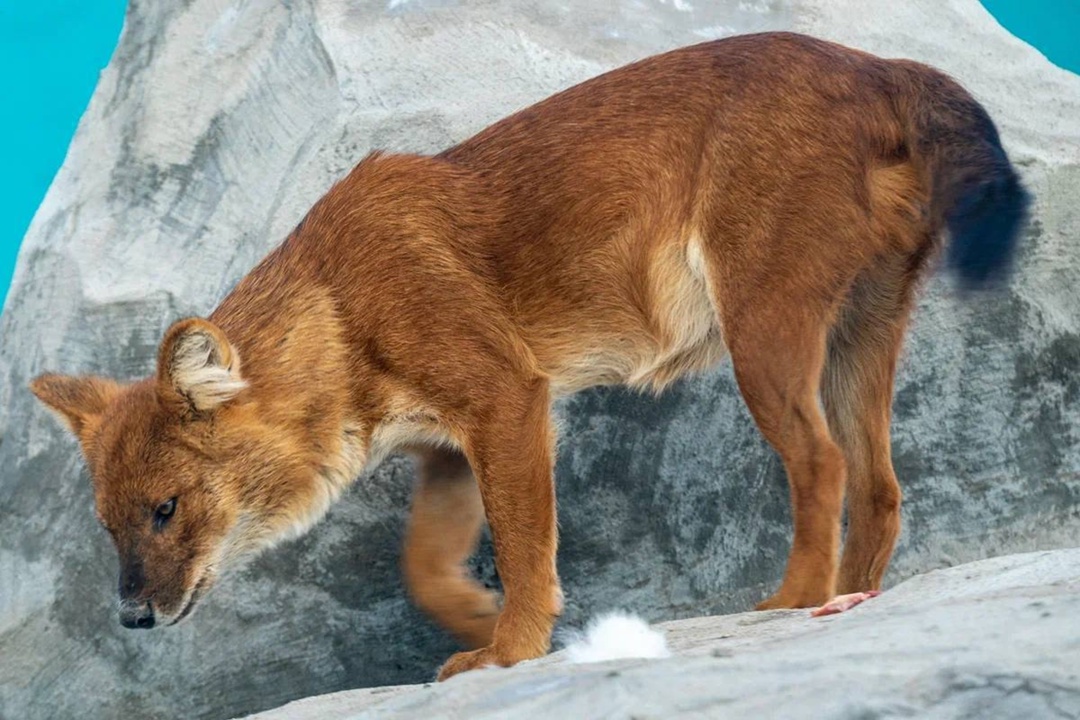 Дикая красота Александр Чазов с Пермского НПЗ на работе виртуозно управляет технологическими установками, а в свободное время превращает реальность в…