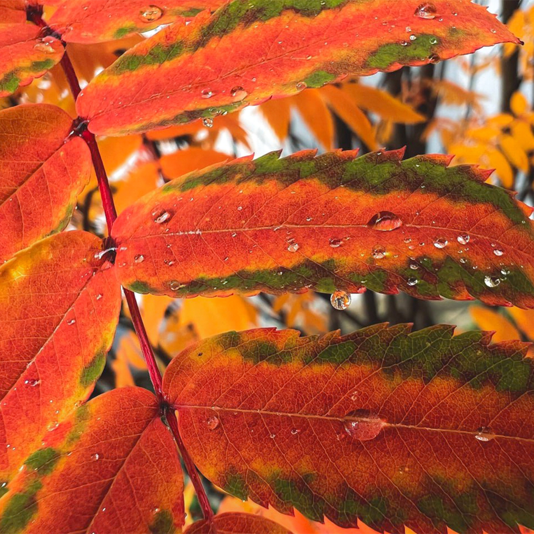 Золотая осень на Севере скоротечна, оттого еще более ценна
