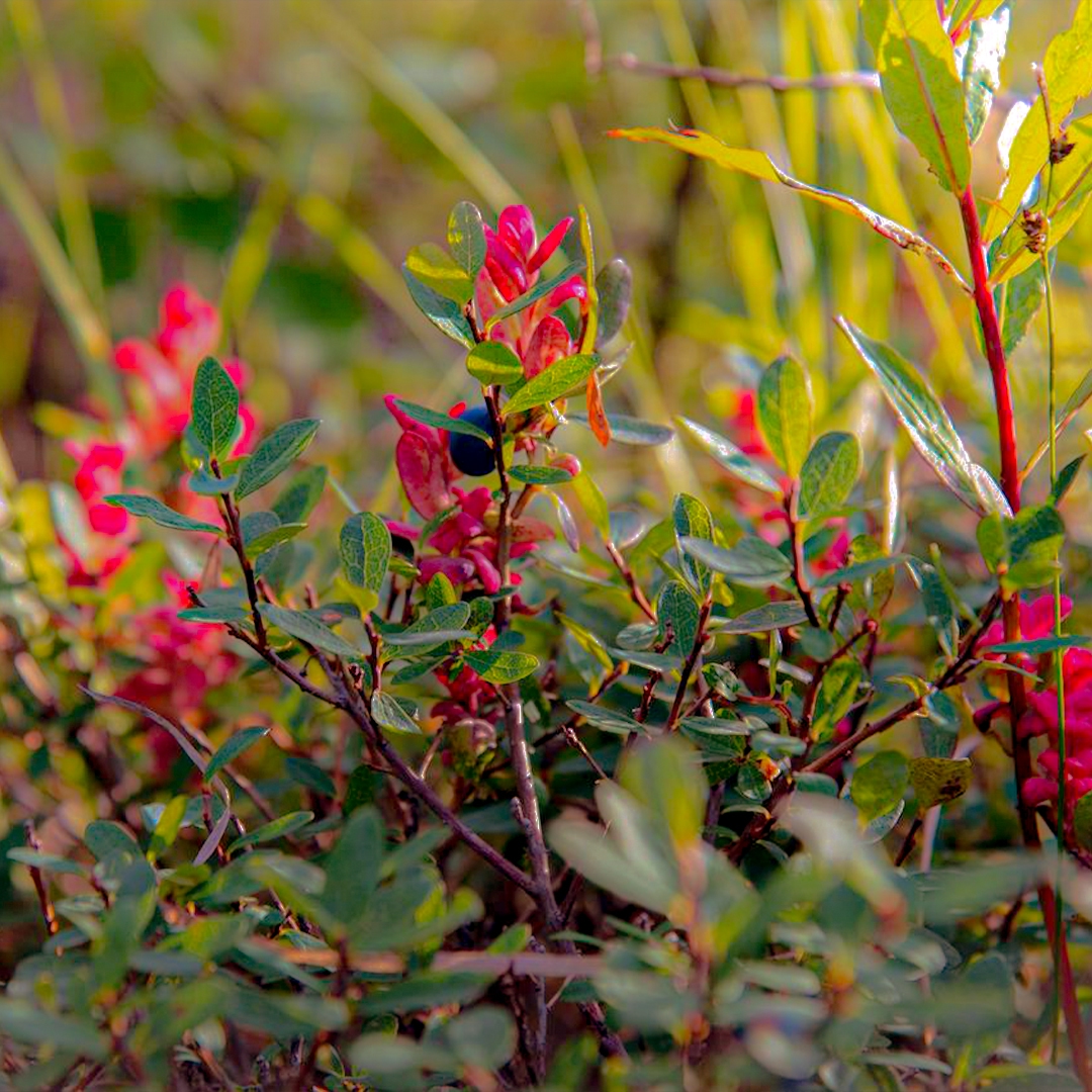 Золотая осень на Севере скоротечна, оттого еще более ценна