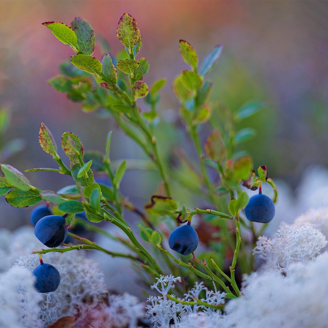 Золотая осень на Севере скоротечна, оттого еще более ценна