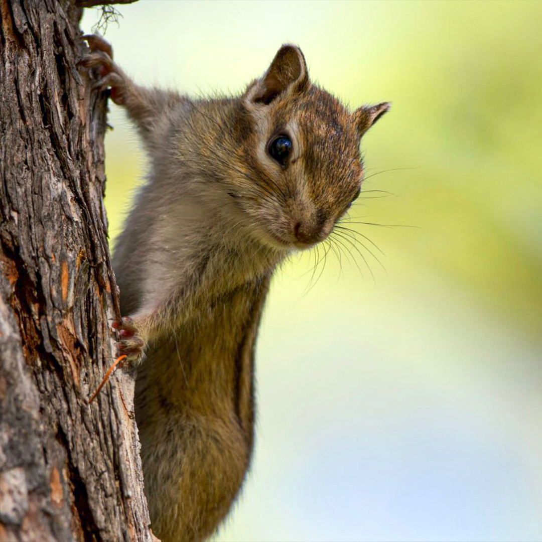 Золотая осень на Севере скоротечна, оттого еще более ценна