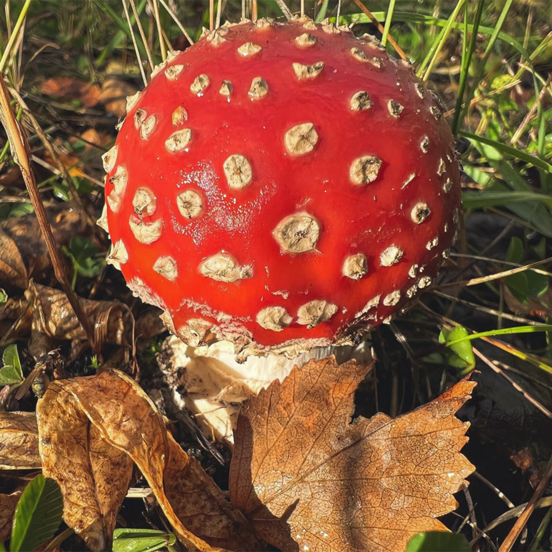 Золотая осень на Севере скоротечна, оттого еще более ценна