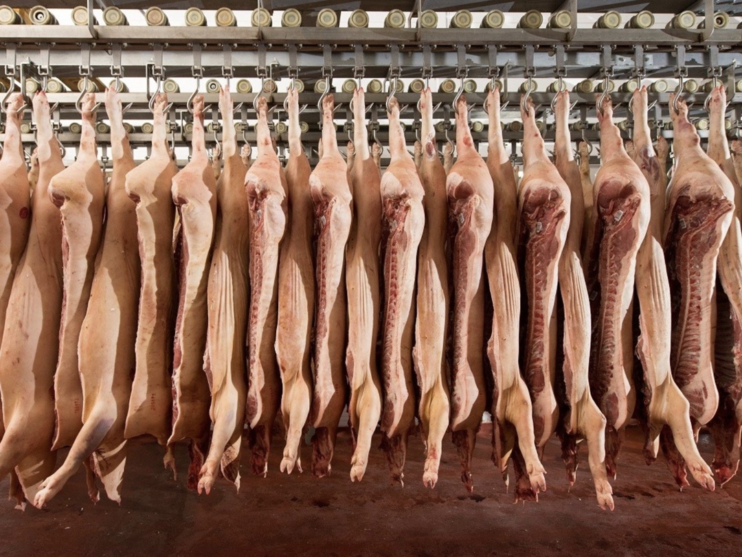 За девять месяцев этого года Россия увеличила экспорт мясных товаров на 13%, в том числе свинины - на 27%, субпродуктов - на 26%, мяса птицы - на 5%, рассказал…