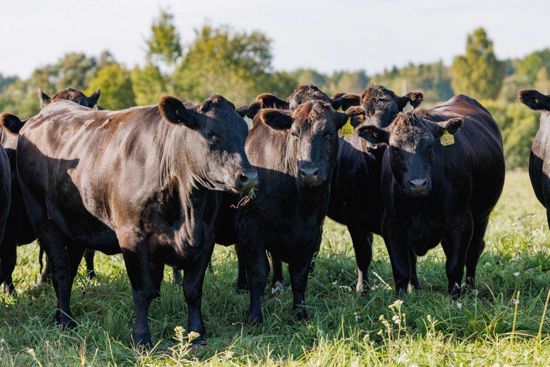 «Мираторг» представил на выставке «Золотая осень» результаты применения отечественного геномного индекса племенной ценности для породы абердин-ангус